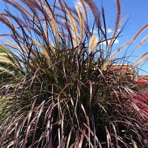 Rubrum Purple Fountain Grass (2.5 Gallon) Ornamental Perennial - Full Sun Live Outdoor Plant ...