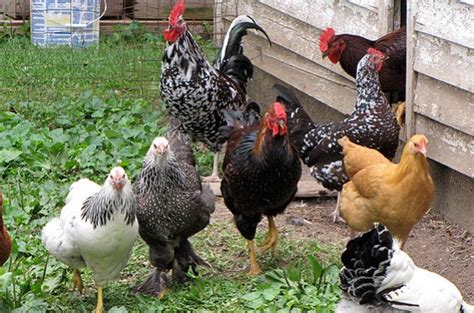 4 Basic Types of Poultry Breeds for Backyard Chickens | The Poultry Guide