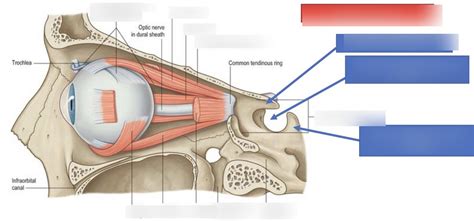 Orbital Muscles Diagram | Quizlet