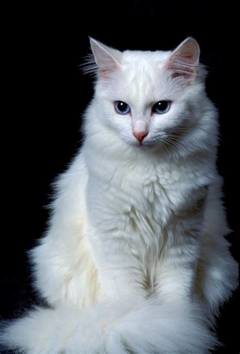 Turkish Angora Cat Breed Information, Pictures, Characteristics & Facts | Turkish angora cat ...