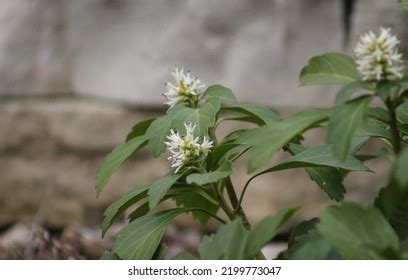 Pachysandra: Over 367 Royalty-Free Licensable Stock Photos | Shutterstock