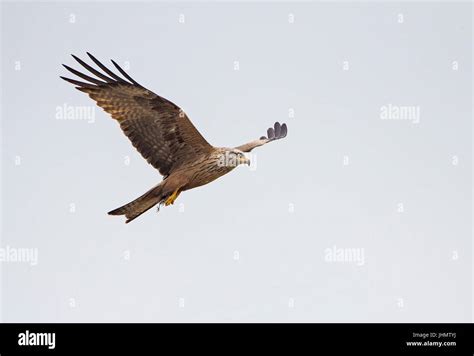 Black Kite Milvus migrans on migration over tarfifa to Africa Stock Photo - Alamy