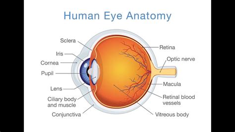 Eyeball Anatomy