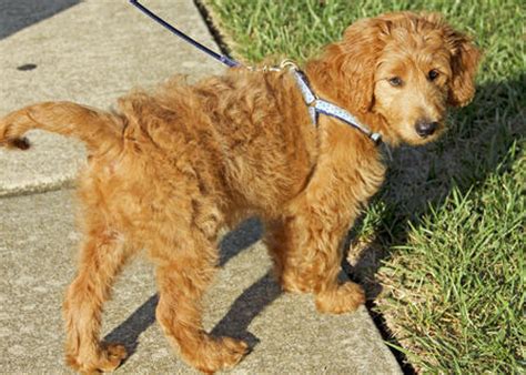 Miniature Goldendoodle (Golden Retriever-Poodle mix) Info, Pictures