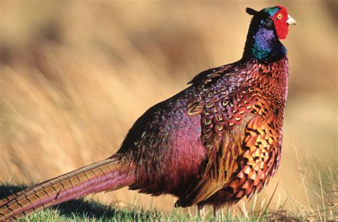 Common Pheasant | Beauty Of Bird