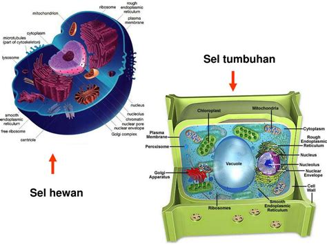 Biologi Sel Ppt