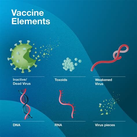 Vaccine development: How are vaccines made? - Caltech Science Exchange