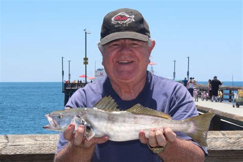 White Seabass - Pier Fishing in California