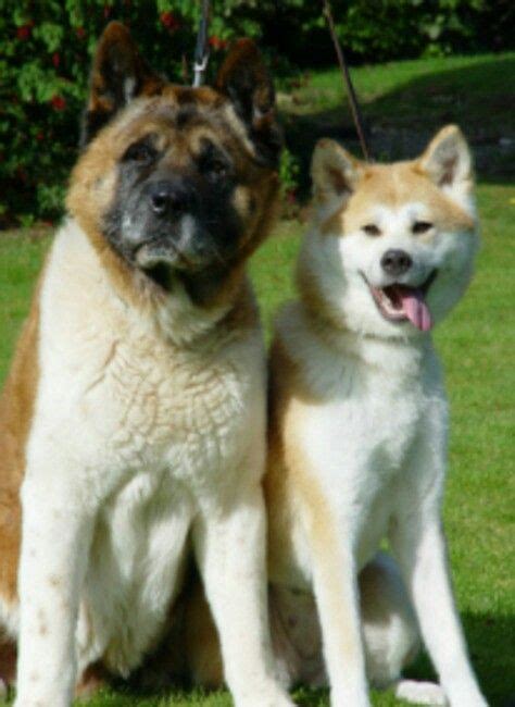 What Is The Difference Between An Akita And An American Akita