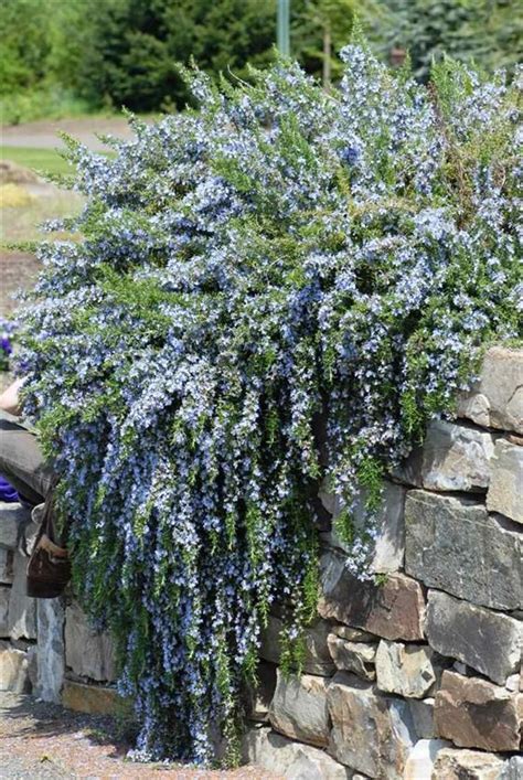 Image of 'rosmarinus officinalis var prostratus' | Rockery garden, Mediterranean garden, Plants