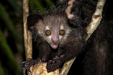 Madagascar's remarkable (and endangered) native wildlife