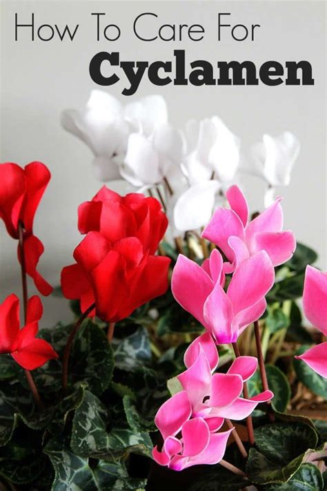 Cyclamen Care: How To Grow Indoor Cyclamen - House of Hawthornes