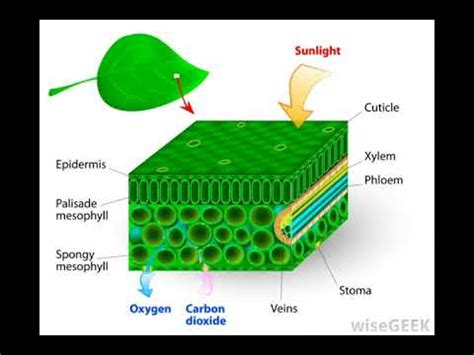 What Is the Importance of Chlorophyll for Photosynthesis - YouTube