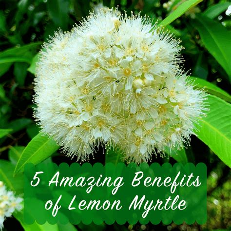 5 Amazing Benefits of Lemon Myrtle - Lemon Myrtle Fragrances