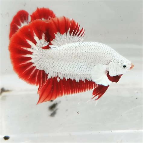 Ikan Cupang Red Dragon - Ikan Cupang Red Dragon Top Grade Hewan ...