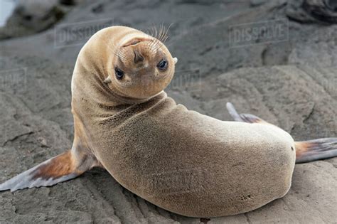 Fur Seal (Otariidae) Looking Back Upside Down; Galapagos, Equador ...