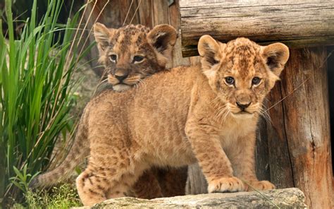 Two Lion Cubs near green grass HD wallpaper | Wallpaper Flare