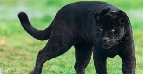 10 Incredible Panther Facts - WikiPoint - Wiki Point