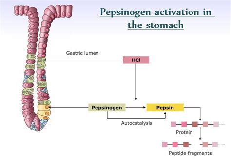 Gastric juice and enzymes in animals