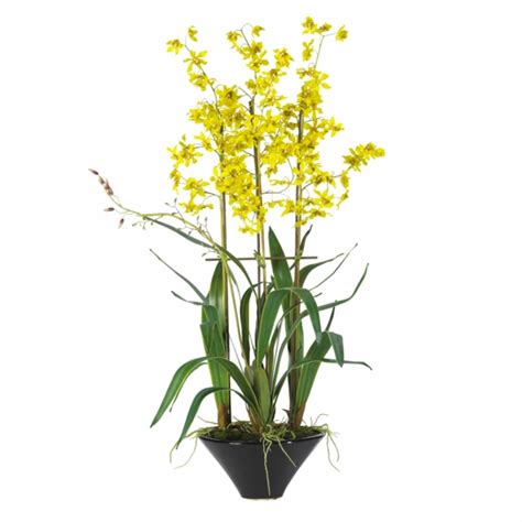 Schöne Zimmerpflanzen - die Schönheit der Oncidium Orchidee