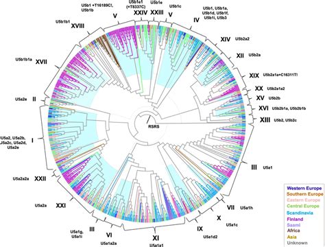 A phylogenetic tree of haplogroup U5 mitogenome sequences. hierBAPS ...