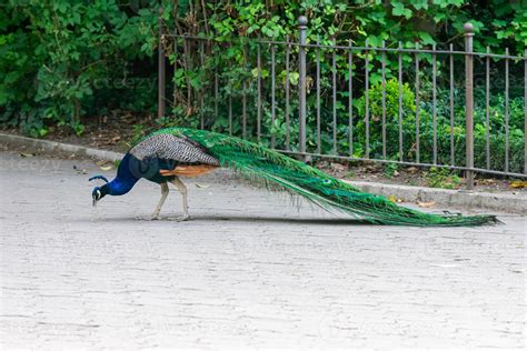 peacock strolling in a park in the city 9722797 Stock Photo at Vecteezy