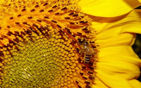 Bee, Flower, Sunflower, Pollination HD wallpaper | Wallpaper Flare