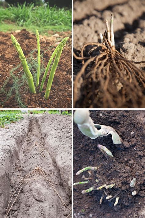 When to Plant Asparagus by USDA Hardiness Zone... - GardensAll