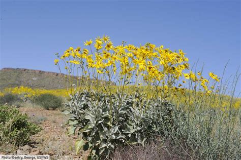 Most Common Desert Plants