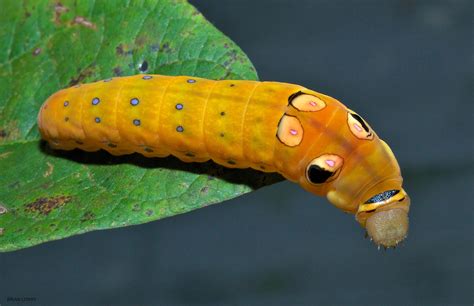 Spicebush Swallowtail Papilio troilus Linnaeus, 1758 | Butterflies and Moths of North America