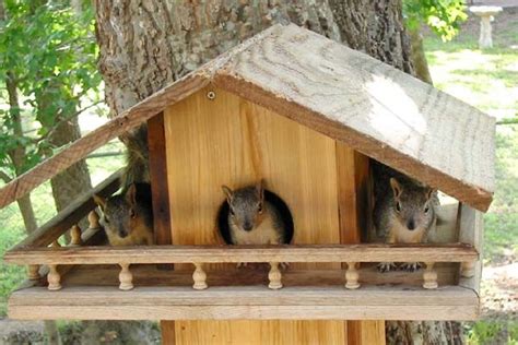 Squirrel House Dimensions And Plans