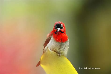 Crimson Sunbird - Singapore Geographic