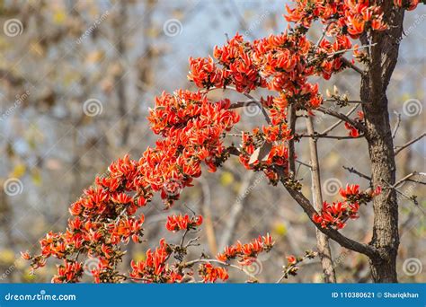 Flame of the Forest Teak Tree Stock Image - Image of nimar, flowers: 110380621