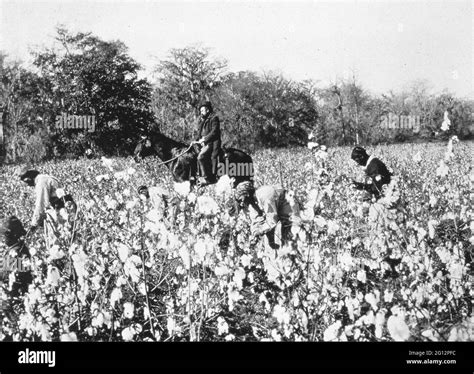 Cotton Plantations Slavery