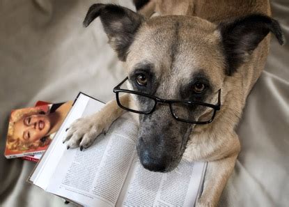 Belle's Bookshelf: Bookish Fun: Dogs Reading Books