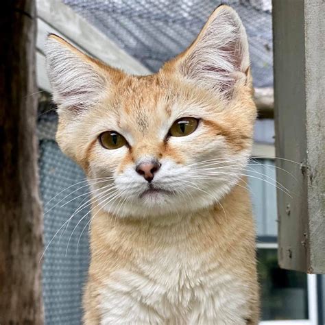 Ra, Sand Cat – Hawk Creek Wildlife Center