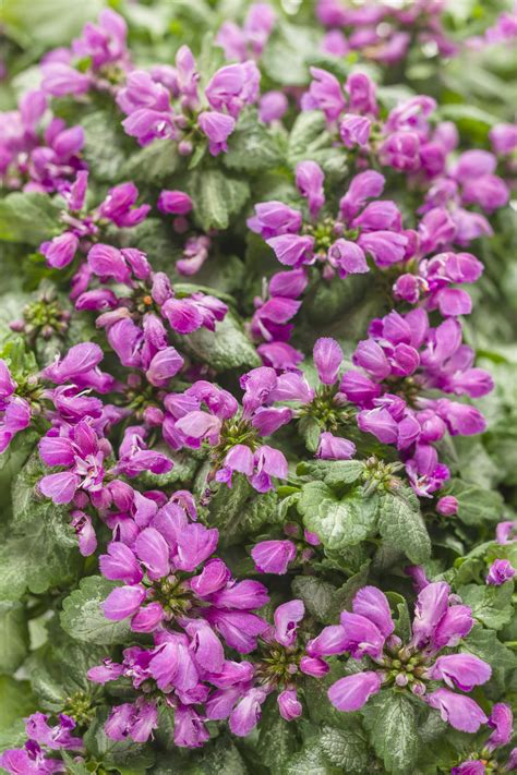 Purple Chablis™ - Dead Nettle - Lamium maculatum | Proven Winners