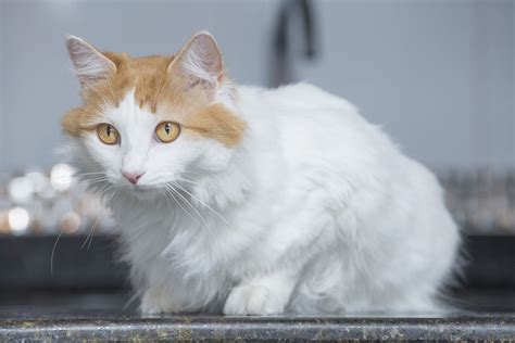 Van Hybrid Cats: As Rare as it Gets? | PrettyLitter