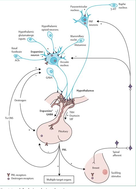 Hypothalamic Pituitary Axis