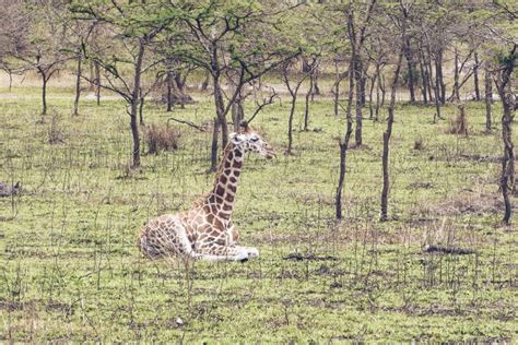 Nubian Giraffe Conservation in Uganda - Giraffe Conservation Foundation