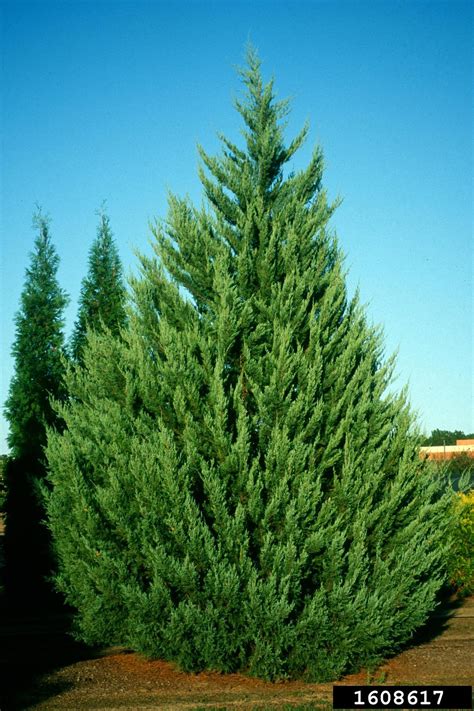 eastern redcedar (Juniperus virginiana)