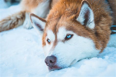 Siberian Husky In Snow, HD Animals, 4k Wallpapers, Images, Backgrounds, Photos and Pictures