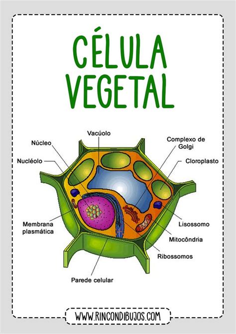 Cuales son las Partes de Celula Vegetal - Rincon Dibujos | Dibujos de ...