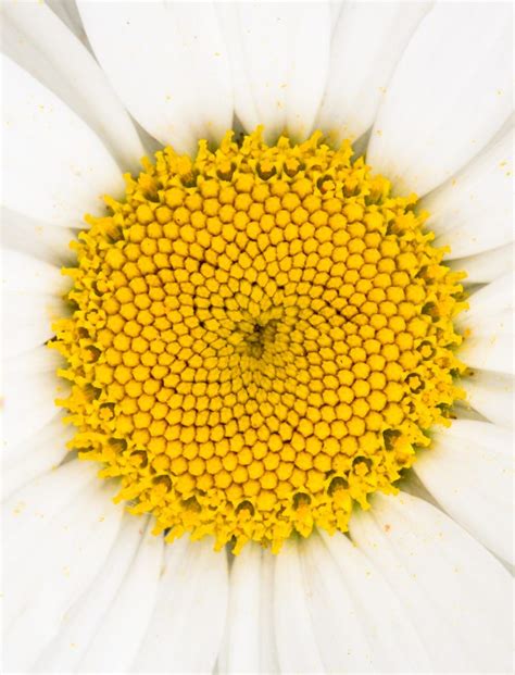 6 Flower Photography Tips for Instantly Stunning Flora Photos