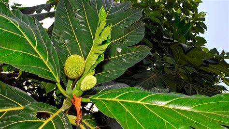 Artocarpus altilis (Breadfruit tree) (Sitodium altile)