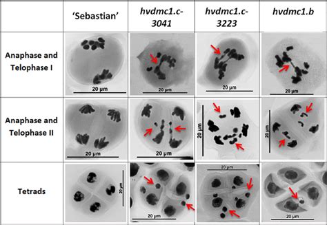 | The summary panel with the examples of meiotic cells in different... | Download Scientific Diagram