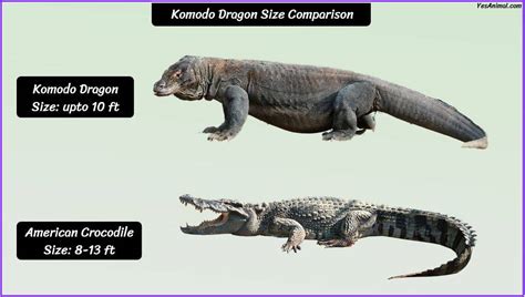 Komodo Dragon Size: How Big Are They Compared To Others?