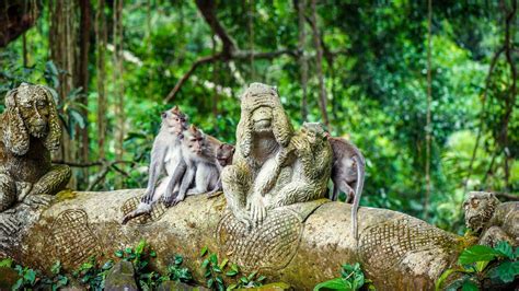 The BEST Sacred Monkey Forest Sanctuary Tours 2022 - FREE Cancellation ...