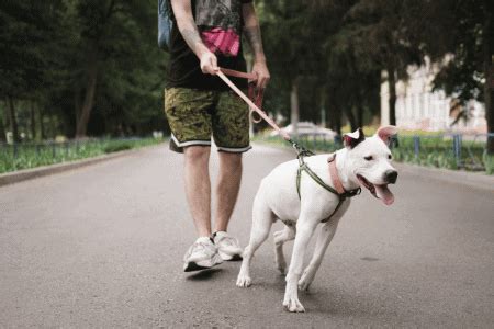 The Importance of 'Real Life Training' with Your Dog