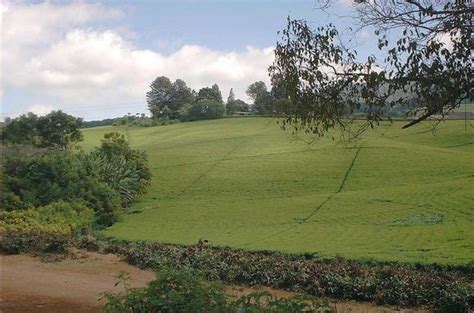 Malawi Travel Guide - Thyolo Tea Estates